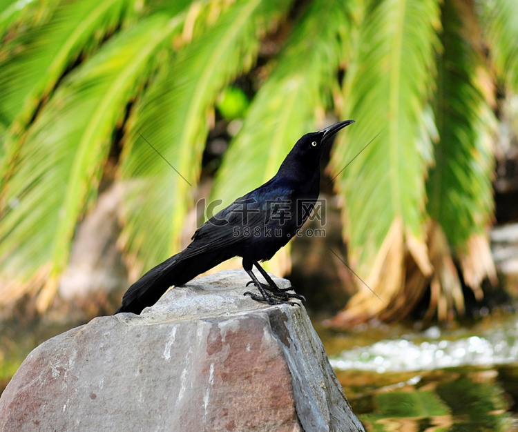 一只坐在石头上的黑鸟