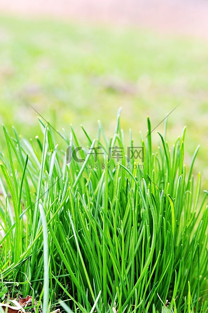 春天田野上的绿草