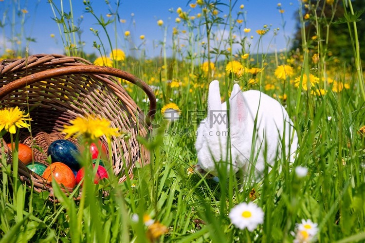 复活节兔子与鸡蛋在草地上在春天
