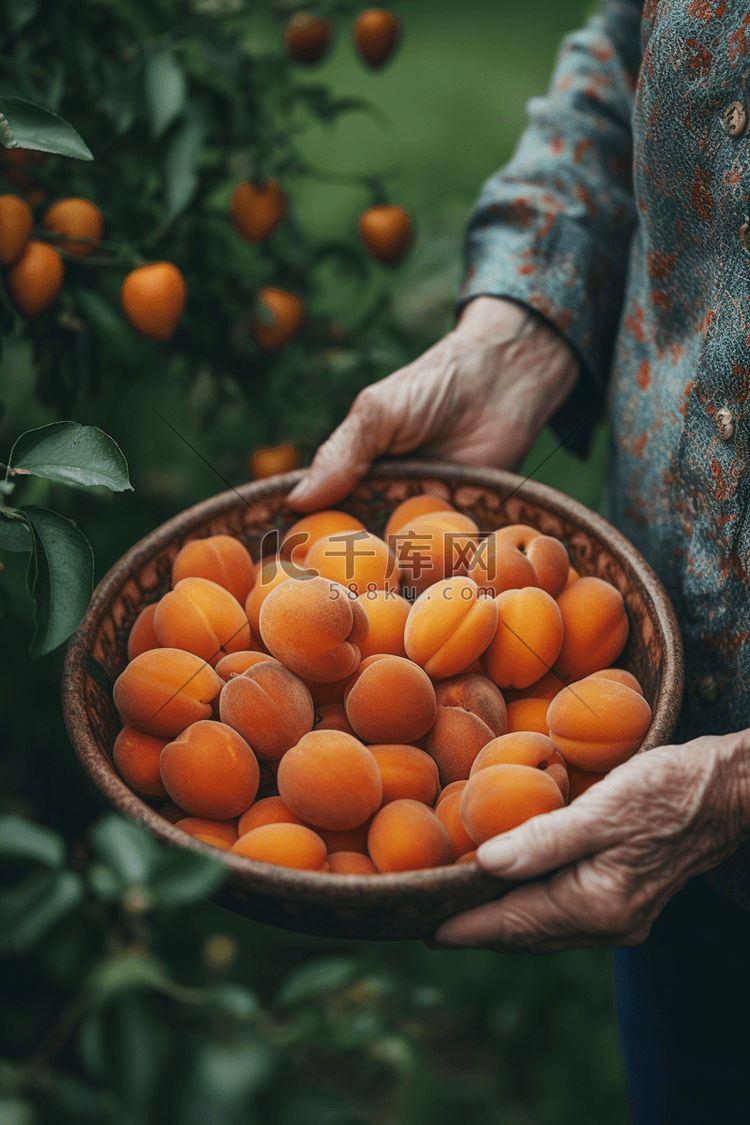 农民手里捧着新鲜的刚摘的杏子
