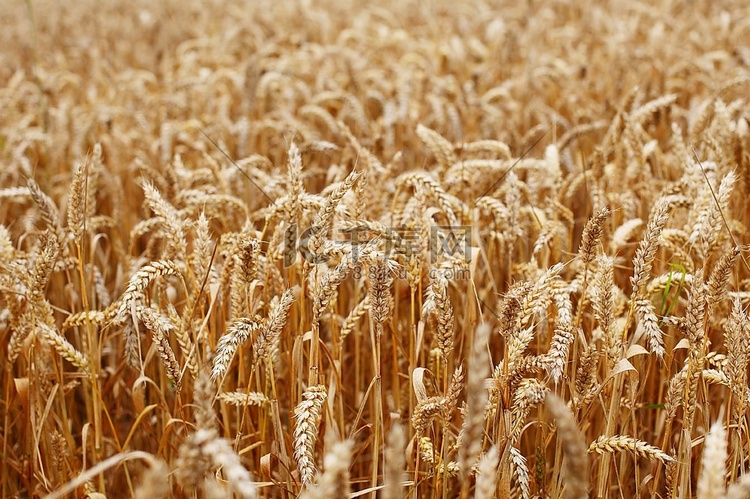 农田里密密麻麻的小麦