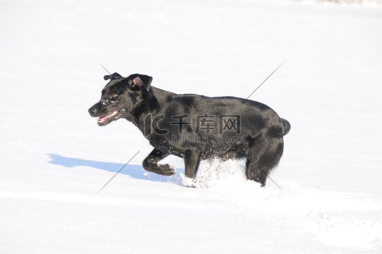 黑色拉布拉多犬在雪地里嬉戏