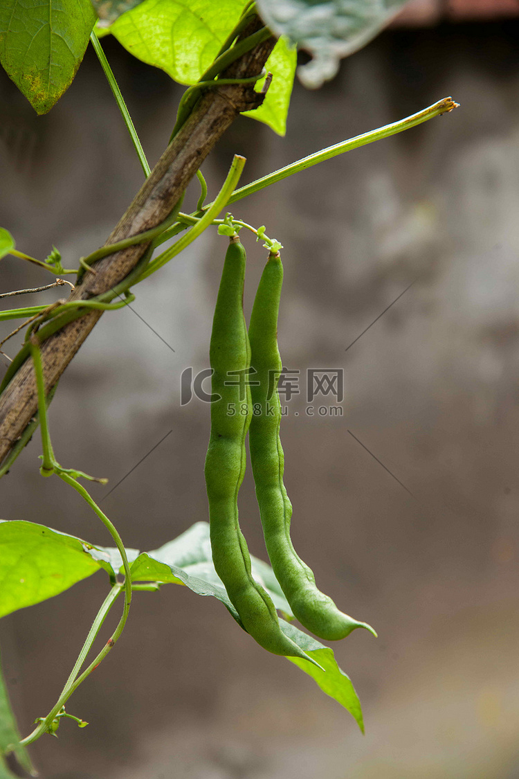 水果和蔬菜的食物---豆