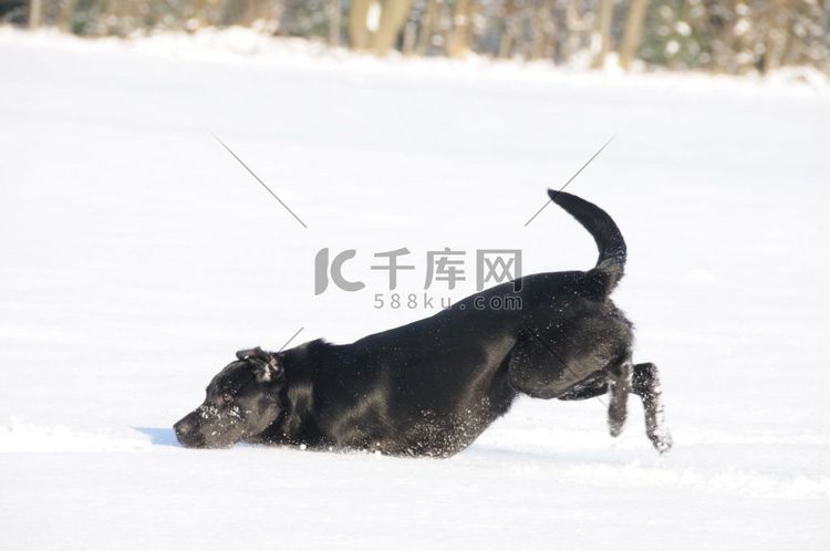 黑色拉布拉多犬在雪地里嬉戏