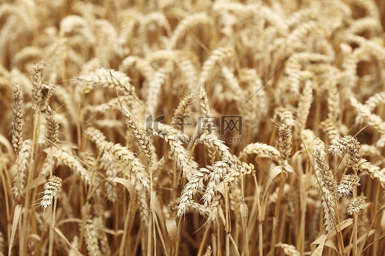 小麦关闭在农场领域