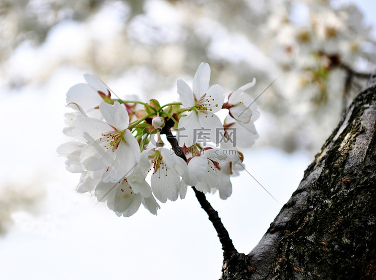 白色苹果树花朵，特写