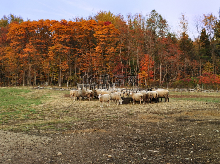牧羊场的秋天
