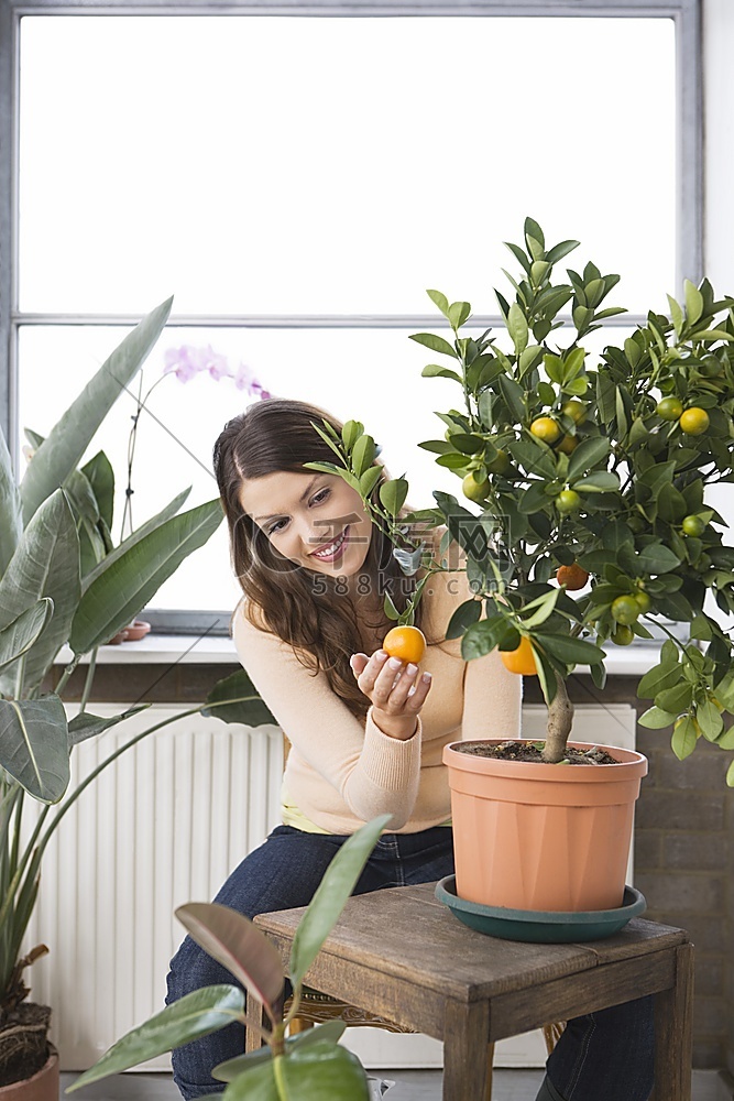 在家中照料盆栽橘子树的妇女