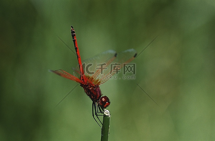 柯比和锐利；S：茎上的垂翼蜻蜓