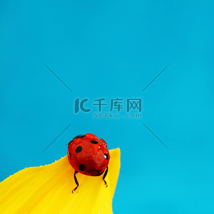 葵花蓝背景的瓢虫