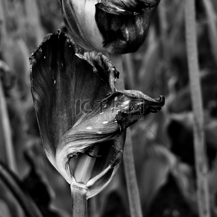 干枯的郁金香花朵的黑白特写。