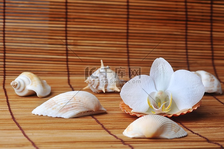 海扇贝壳和兰花草餐巾