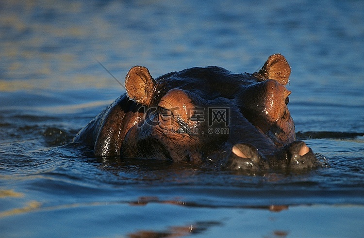 河马(Hippopotamus
