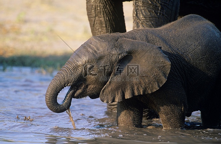 年轻的非洲象（Loxodont