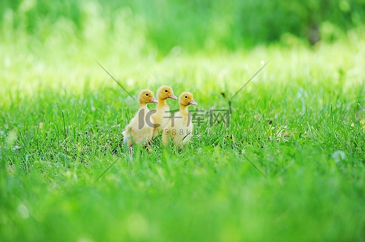 三只毛茸茸的小鸡在绿色的草地上