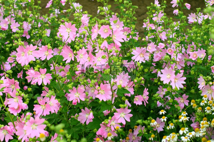 绿色田野里的粉色春花