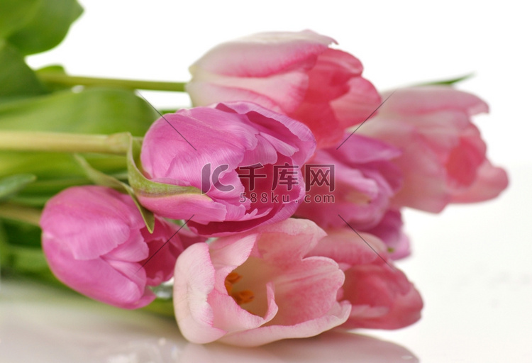 新鲜的粉色郁金香花束，近距离拍