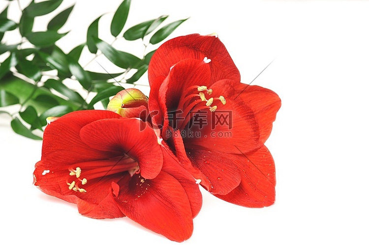 红色的丁香花和绿叶组成的花束
