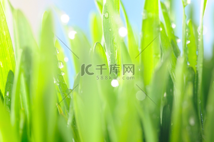 新鲜的湿草在太阳光线，特写镜头