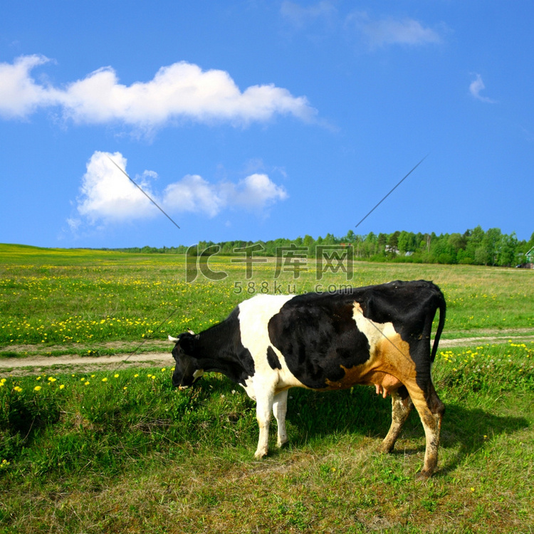蓝天下绿色蒲公英田野上的牛