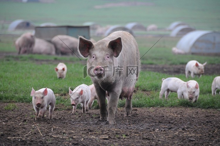 猪在农村