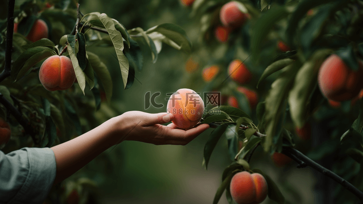 农民手里捧着新鲜的刚摘的桃子