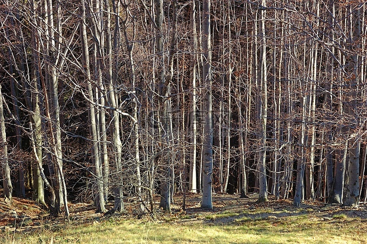秋天的山毛榉树林;水平方向