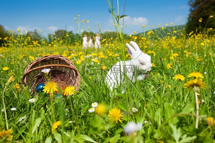 在春天的草地上寻找复活节彩蛋的