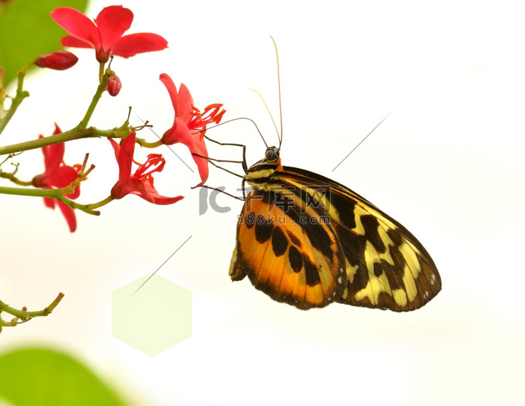 美丽的蝴蝶色，普通虎格拉斯西翼