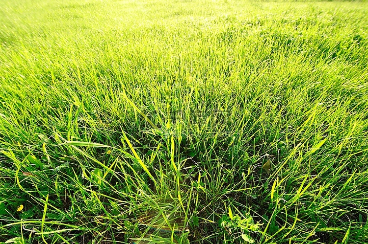 清晨阳光下的草甸