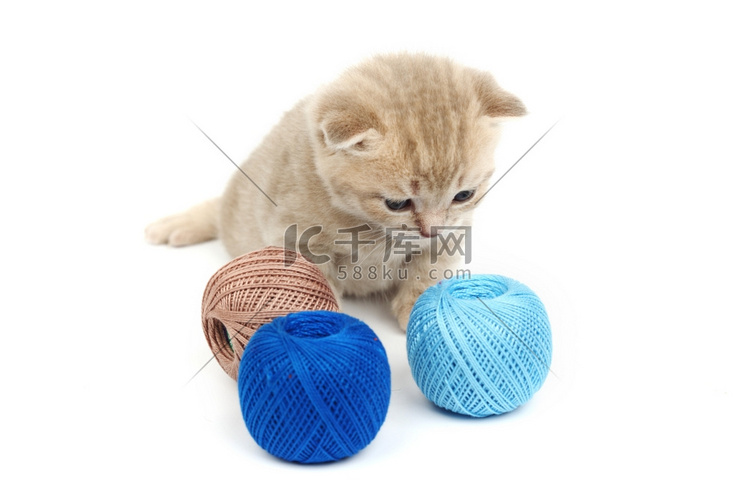 白色上孤立的猫和蓝色毛球