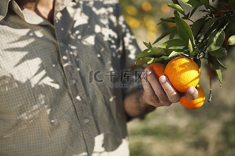 男子触摸树上的橙子，中段