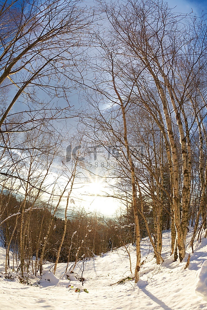 白桦树的雪林，冬季，垂直框，鱼