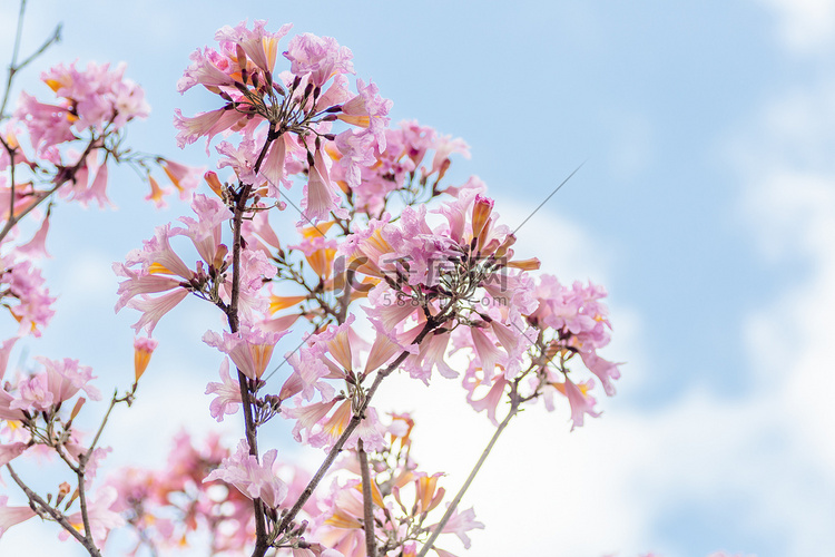 粉色的风铃木和蓝色的天空摄影图