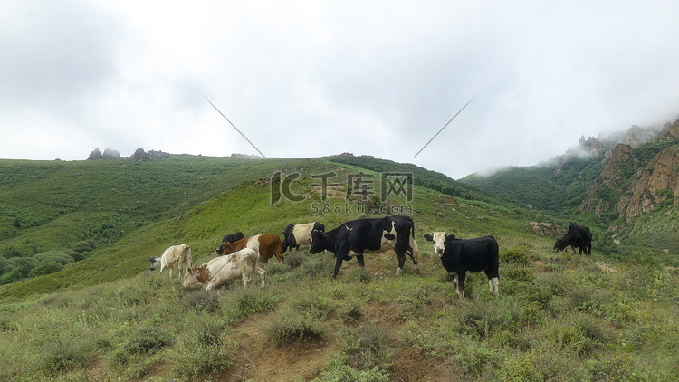 内蒙古高山牧场夏季植被牛群多雾