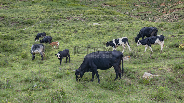 内蒙古高山牧场夏季植被牛群