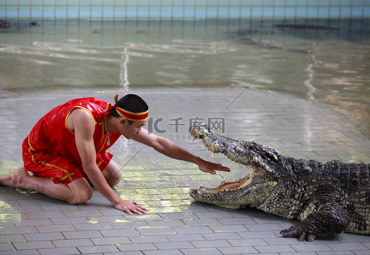 泰国鳄鱼表演