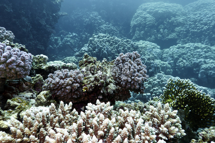 热带海底硬珊瑚礁