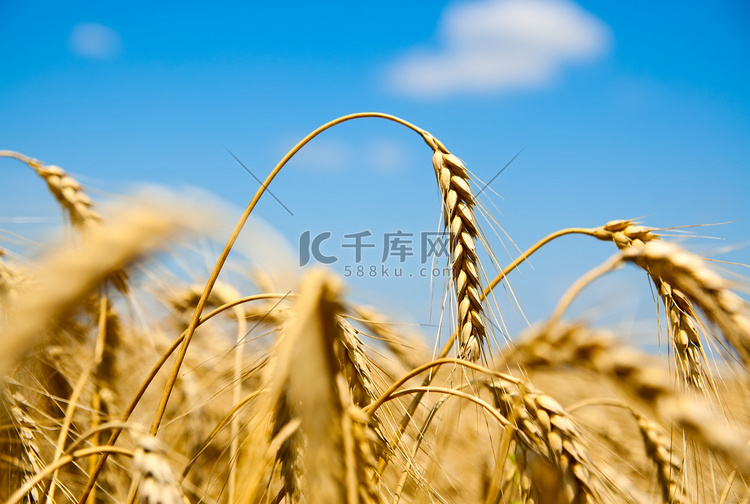 成熟麦穗对着天空的特写