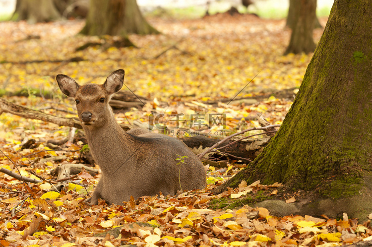 秋天坐在木地上的母马鹿