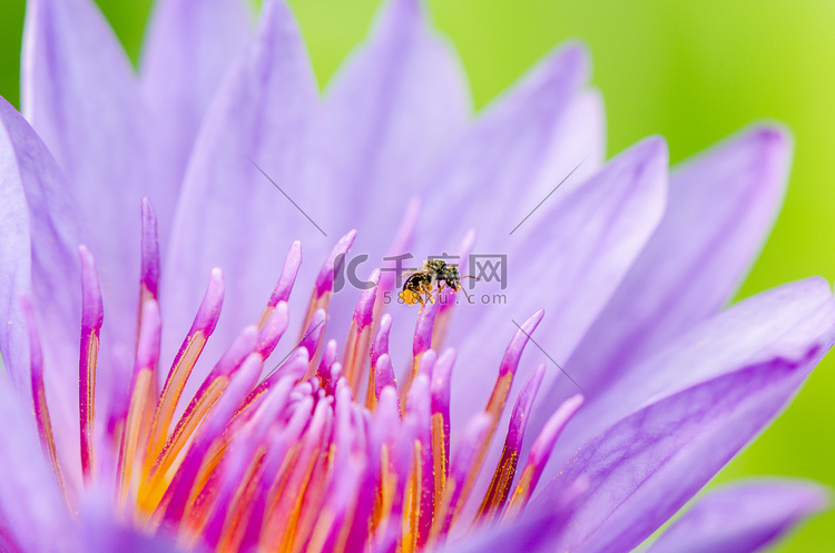 紫莲花的大型昆虫和花粉