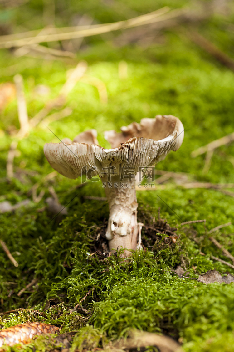 森林里野生蘑菇的近景照片