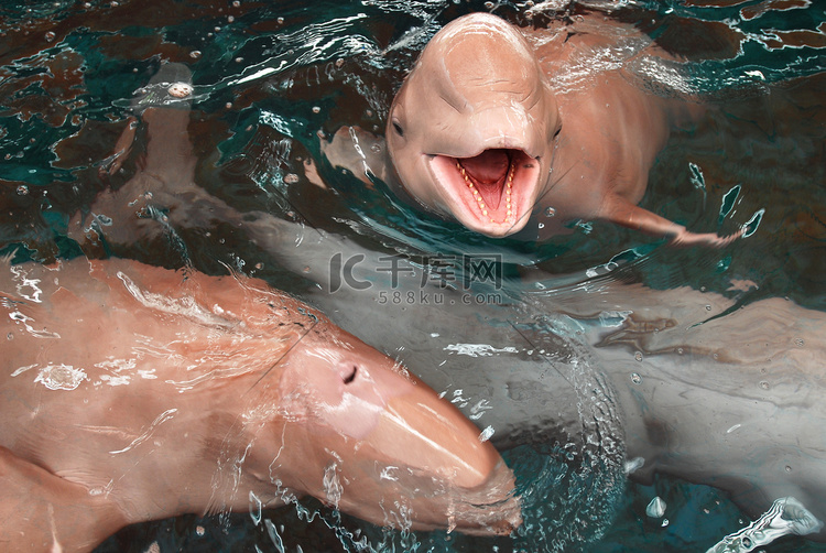 海豚张开嘴看着水面