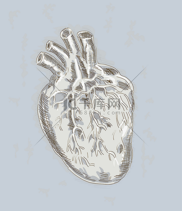 人体心脏解剖