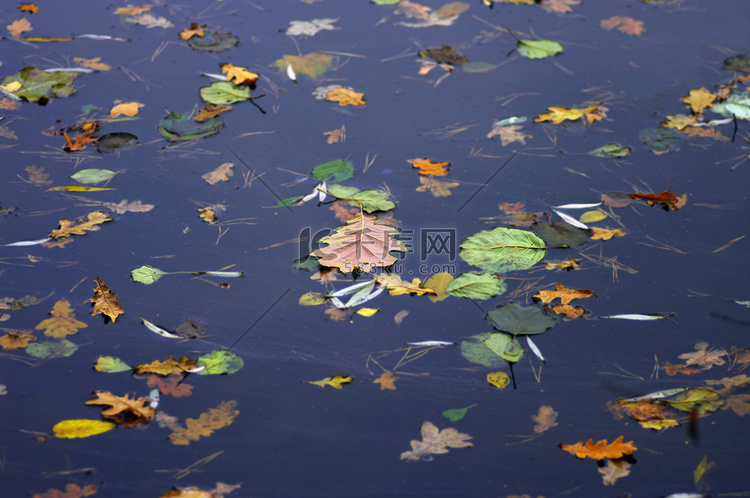漂浮在黑暗的秋天水中的五颜六色