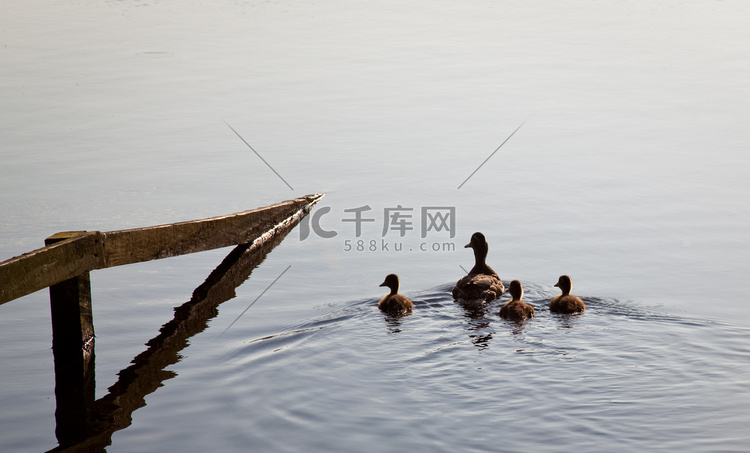 鸭子和小鸭子在湖边的篱笆旁游泳