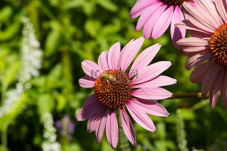 紫锥菊与蜜蜂