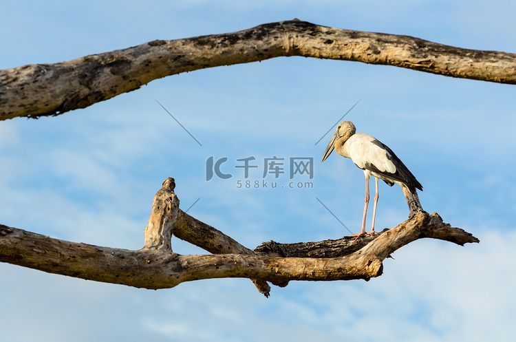 亚洲 Openbill (An