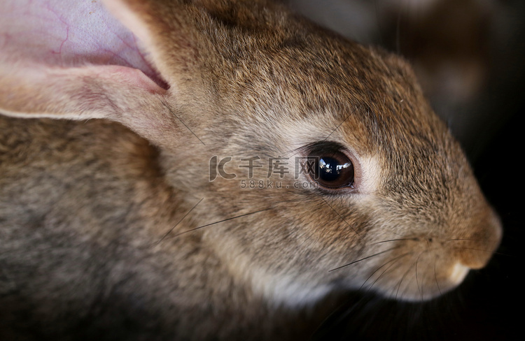 幼兔动物养殖场和繁殖。