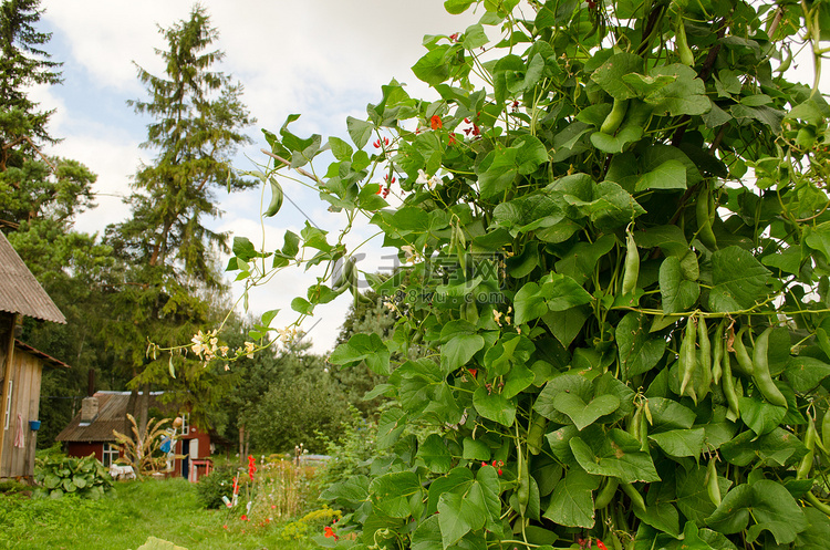 豆类灌木种植农村宅基地房子花园
